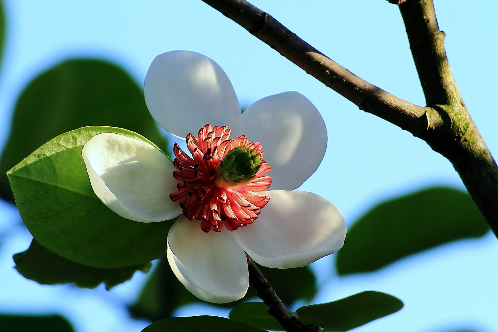 die 1. Blüte der Sommermagnolie