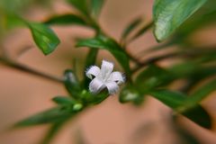 Die 1. Blüte meines Junischnee (Serissa Phoetida)