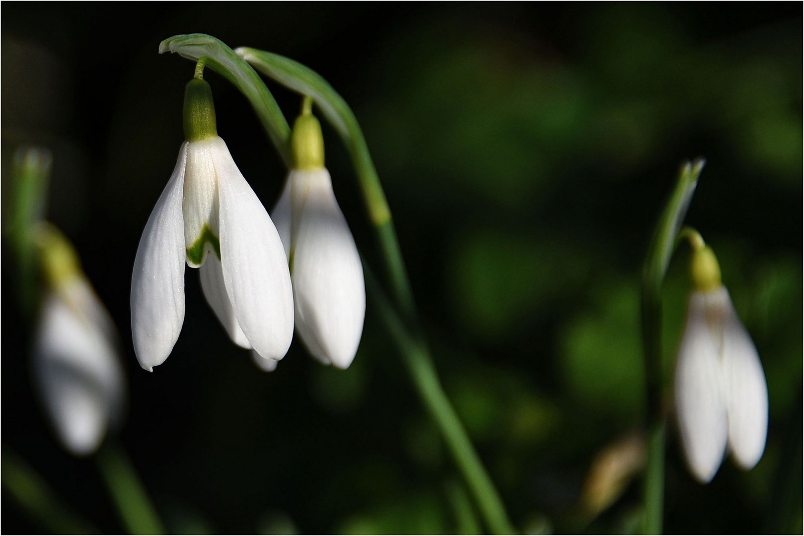 die 1. Frühlingsboten sind da...