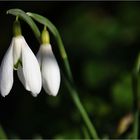 die 1. Frühlingsboten sind da...