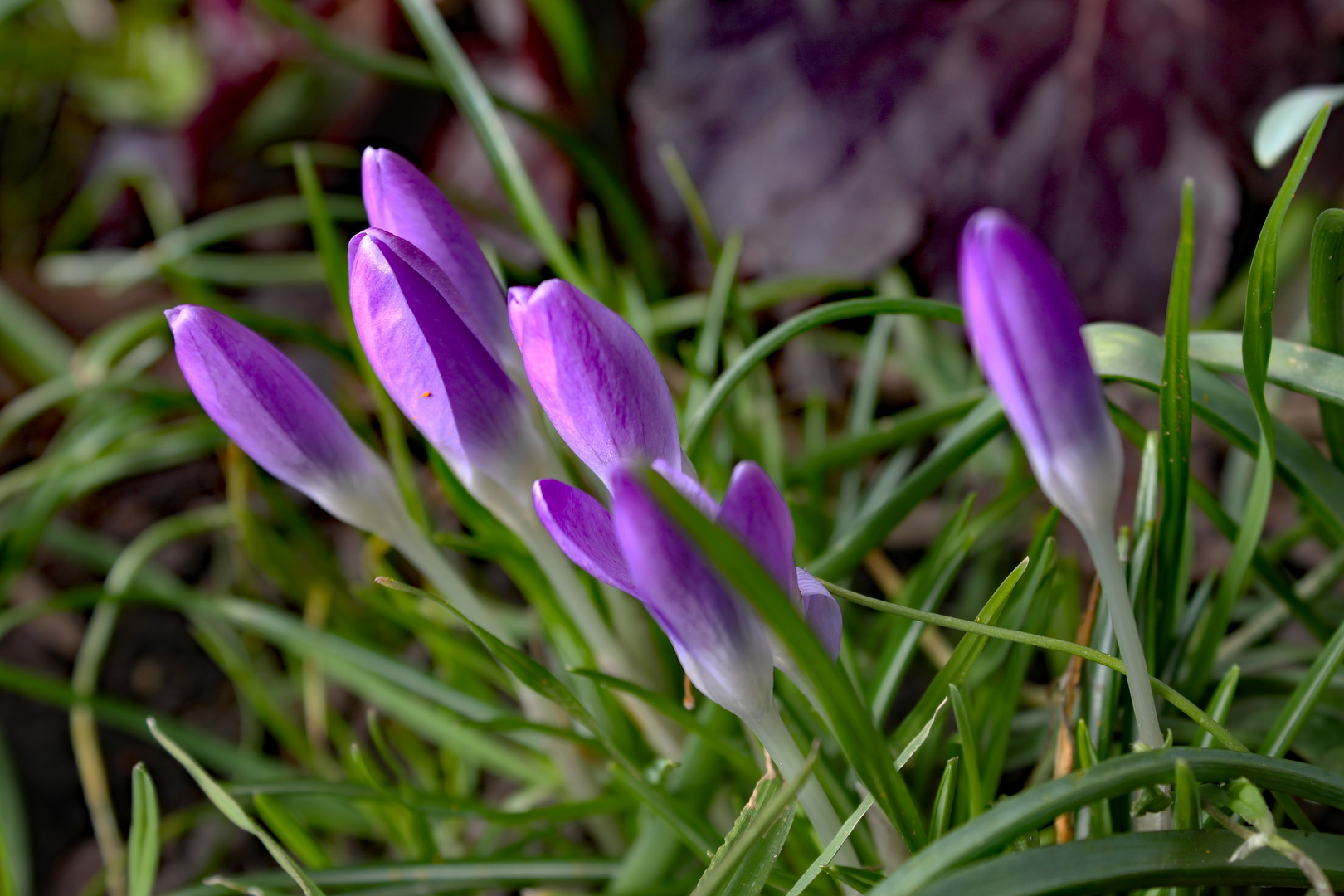 Die 1. Krokusse