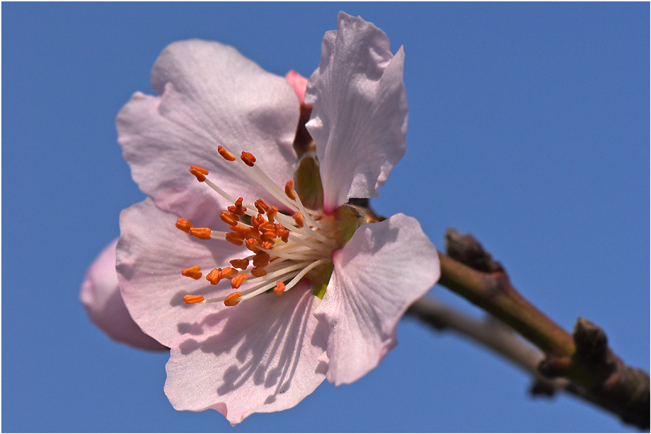 die 1. Mandelblüten