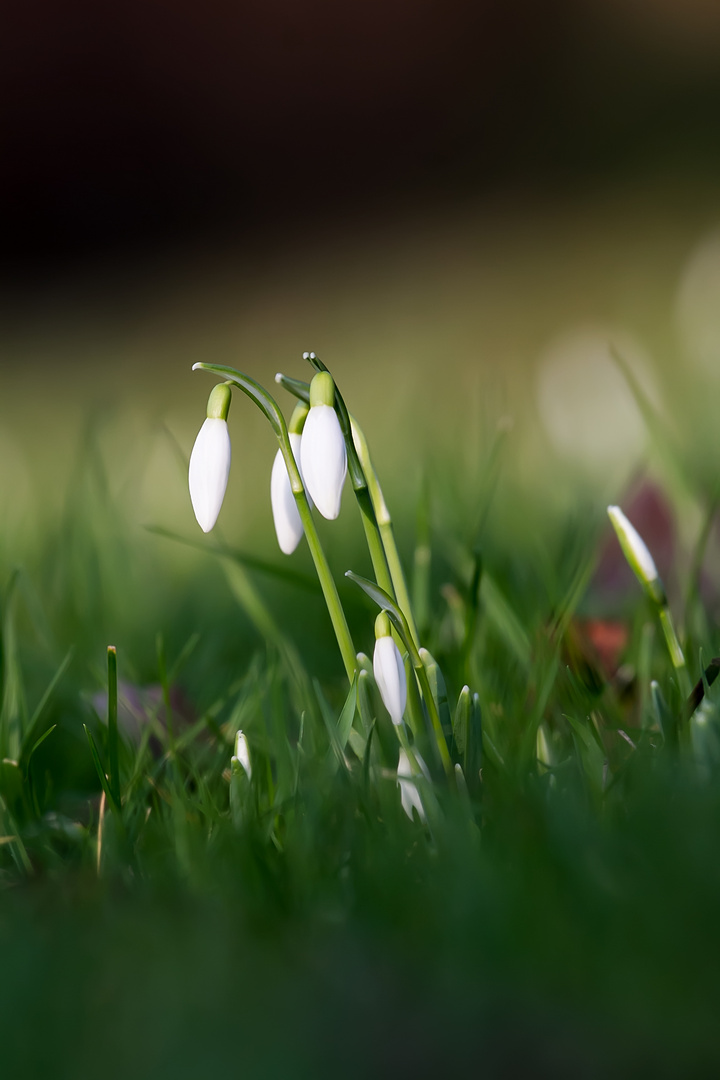 Die 1. Schneeglöckchen im Januar 2018 Foto & Bild natur, frühblüher