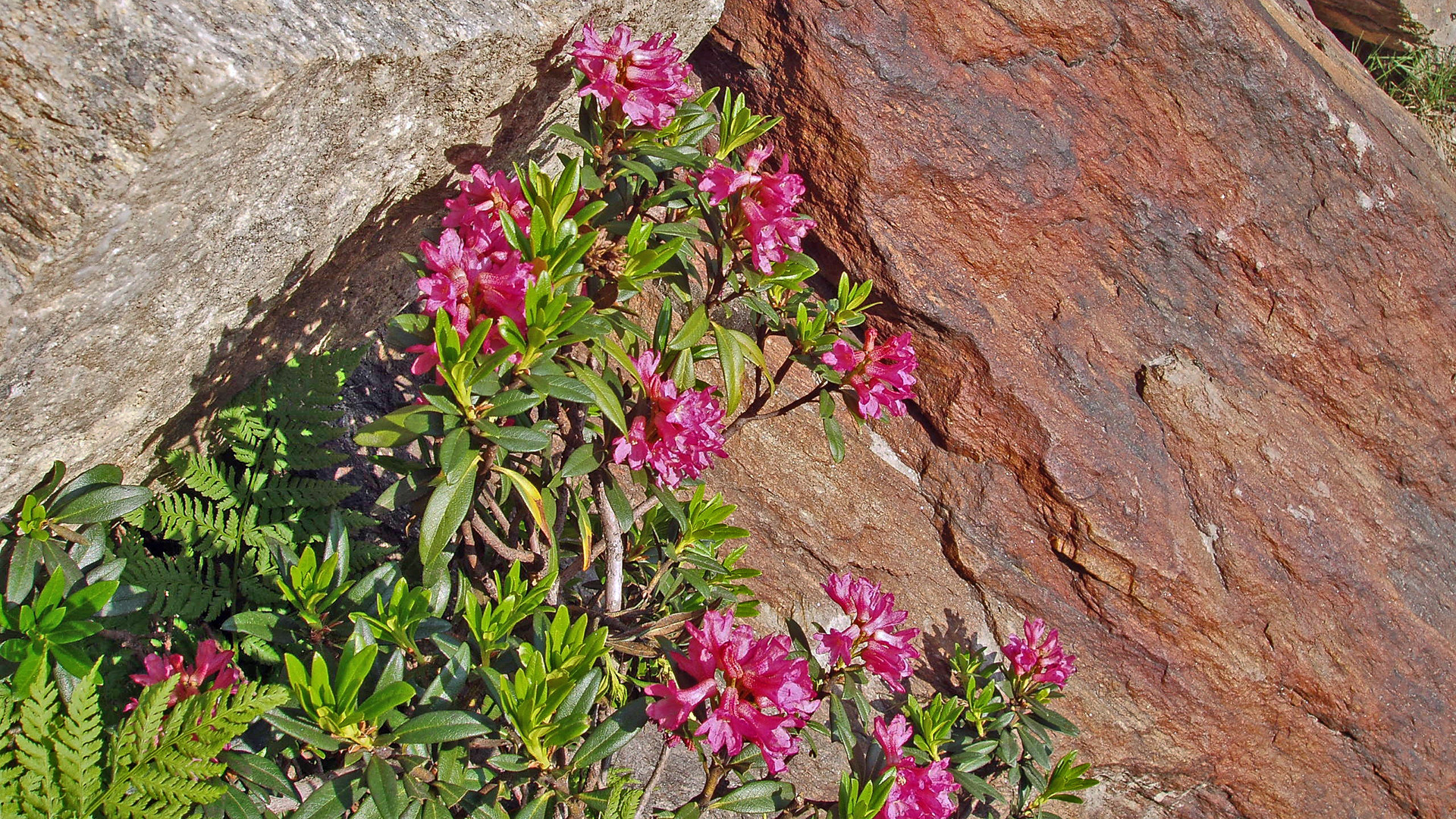 Die 15 Jahre sieht man dem Alpenrododendron gar nicht gleich an...