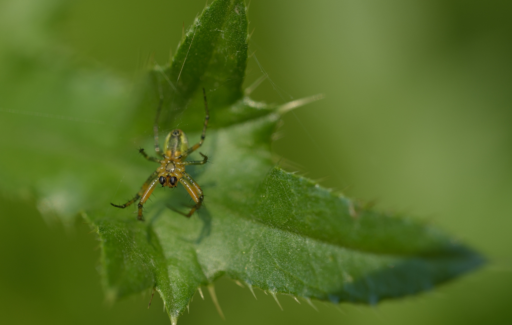 Die 1,5 mm bis 5 mmm große BALDACHINSPINNE HÄNGT IMMER MIT DEM RÜCKEN NACH UNTEN... 