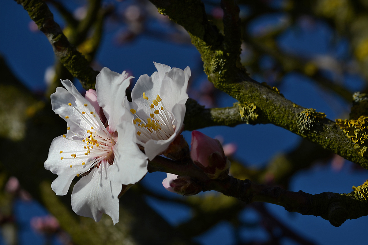 die 1.Mandelblüten