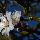 die 1.Mandelblüten