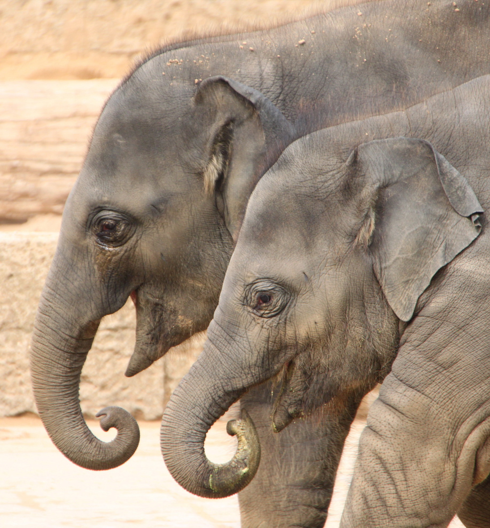 die ´2´ aus dem Zoo ;-)