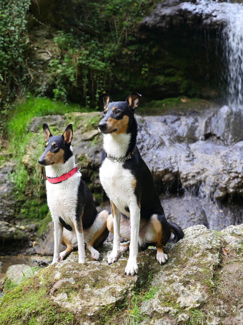 Die 2 Kurzhaarcollies am Wasserfall