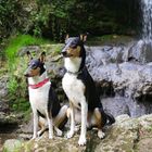 Die 2 Kurzhaarcollies am Wasserfall