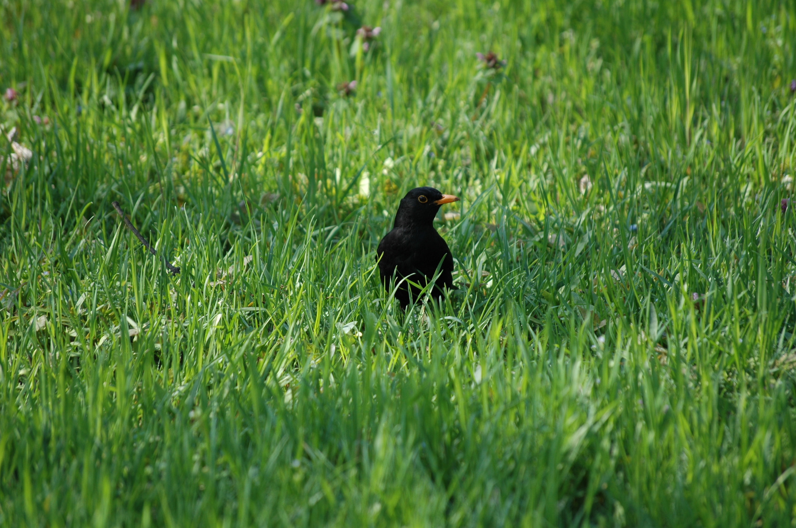 Die 2-Stunden Amsel