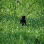 Die 2-Stunden Amsel