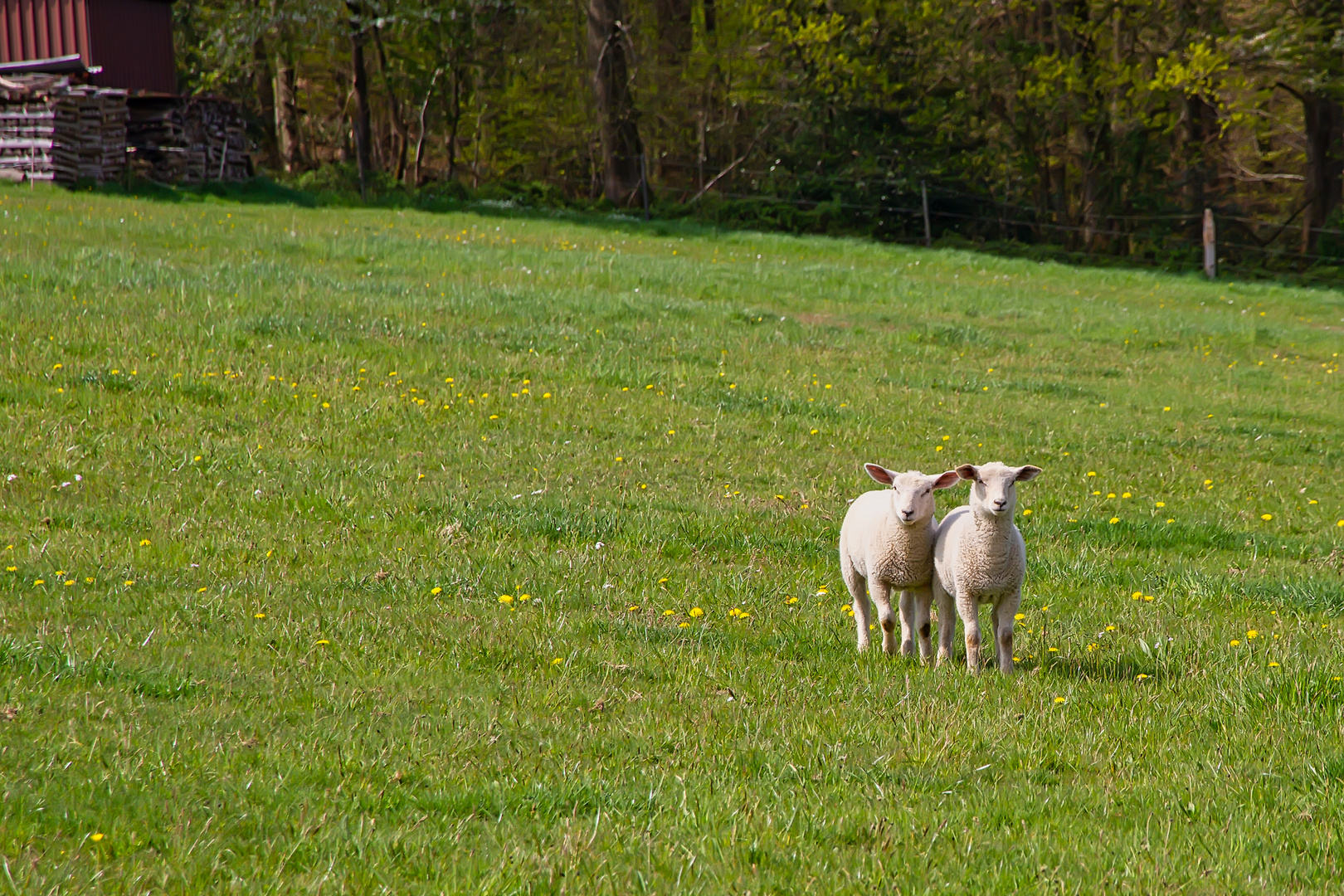 Die 2 von der Wiese