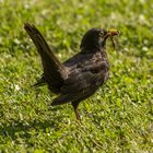 Die 20-Uhr-Amsel ...