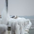 Die 3 aus Travemünde