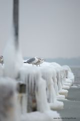 Die 3 aus Travemünde