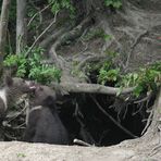 die 3 Bärchen vom Wildpark...