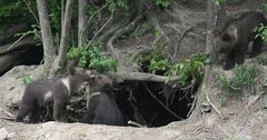 die 3 Bärchen vom Wildpark...