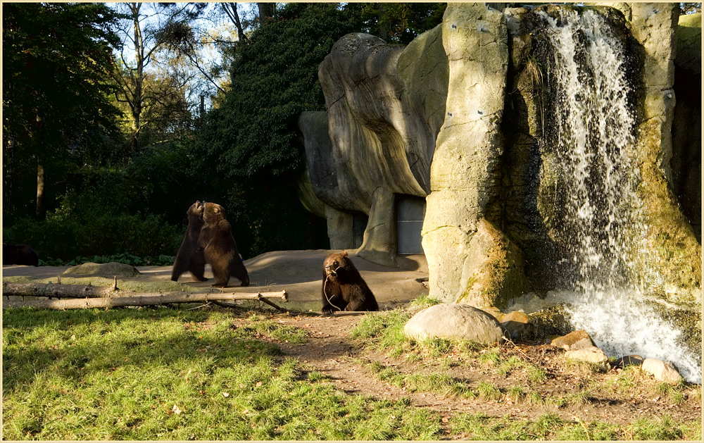 Die 3 Bären vom Zoo