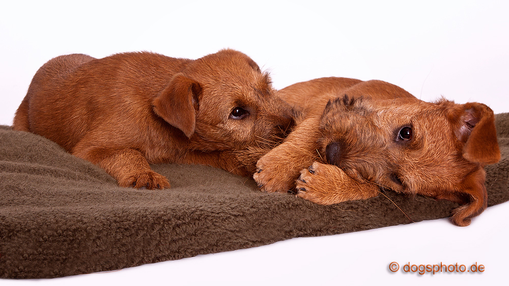 Die 3 Feger - Bruder, Schwester und der Handfeger .......Irish Terrier Welpen