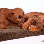 Die 3 Feger - Bruder, Schwester und der Handfeger .......Irish Terrier Welpen