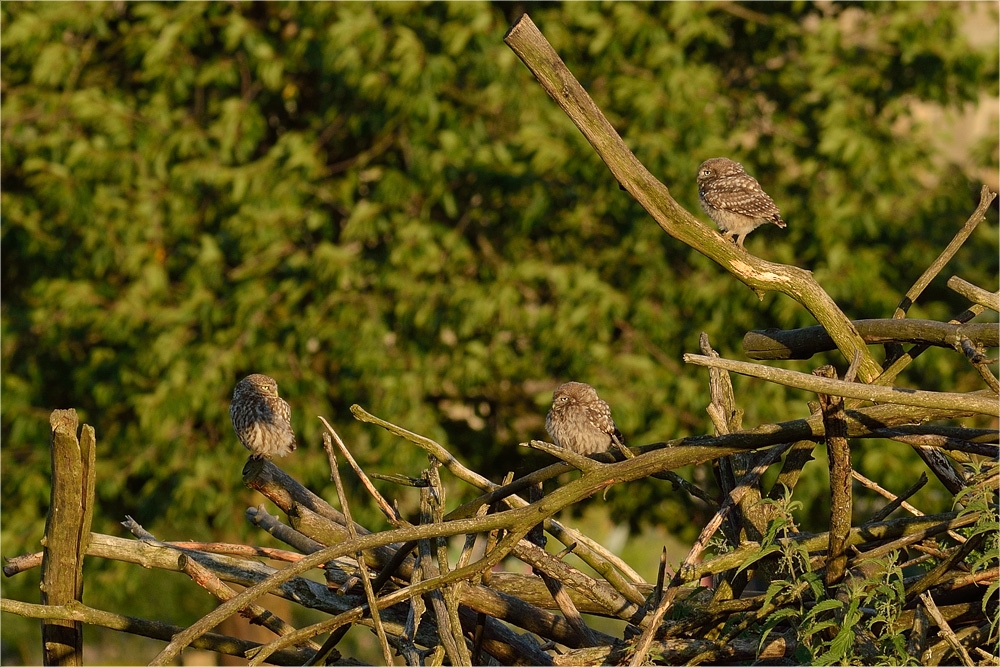 Die 3 jungen Steinkäuze