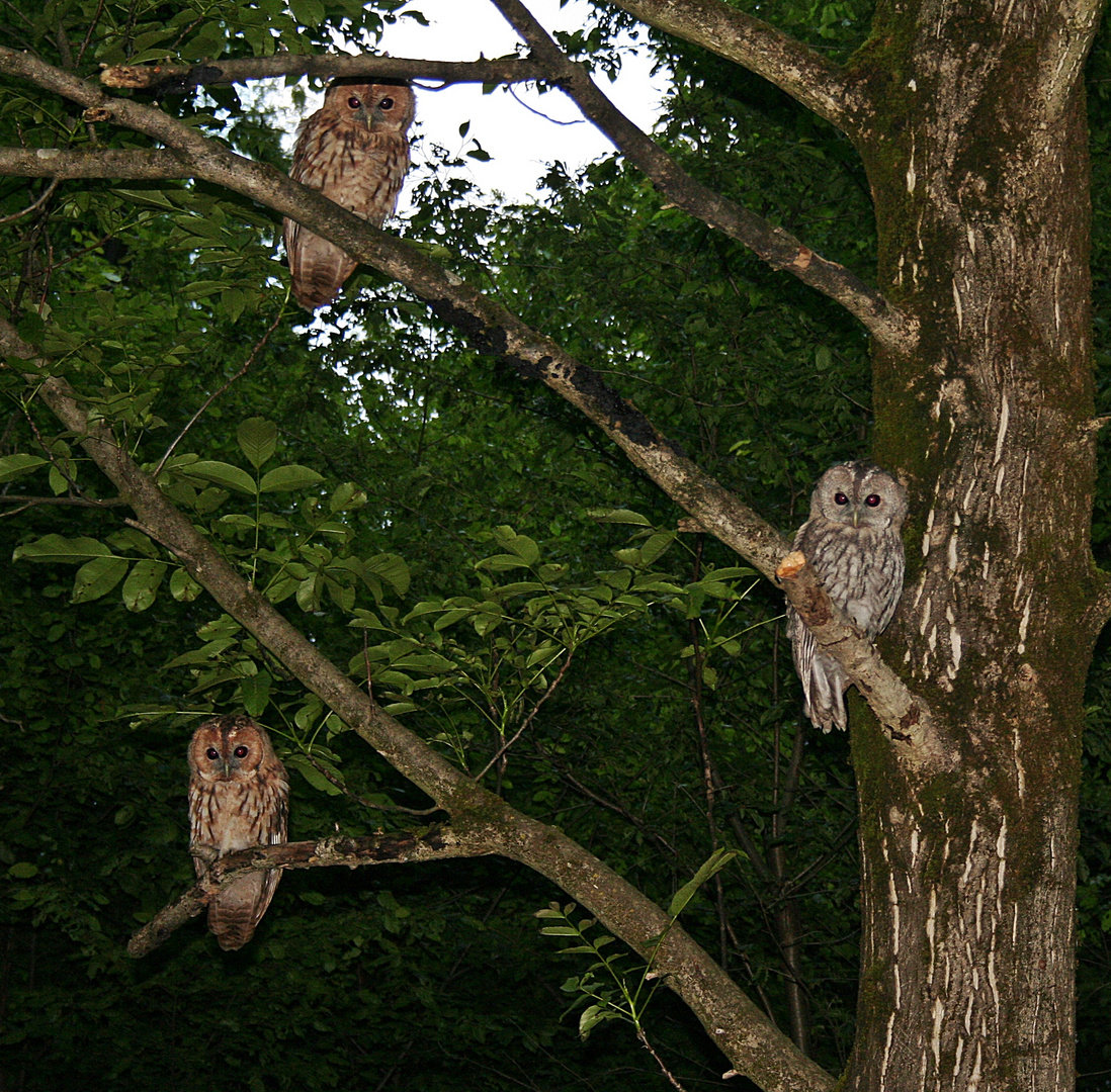 die 3 jungen Waldkäuze (ca 2 Monate alt)