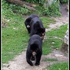 Die 3 kleinen Bären