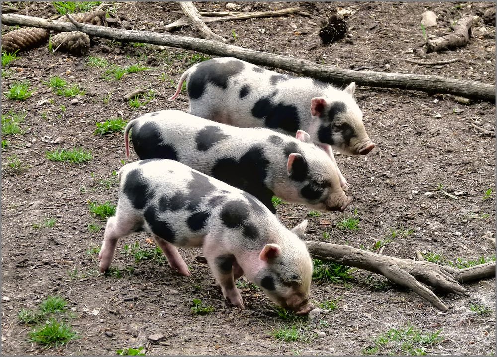 Die 3 kleinen Schweinchen . . .