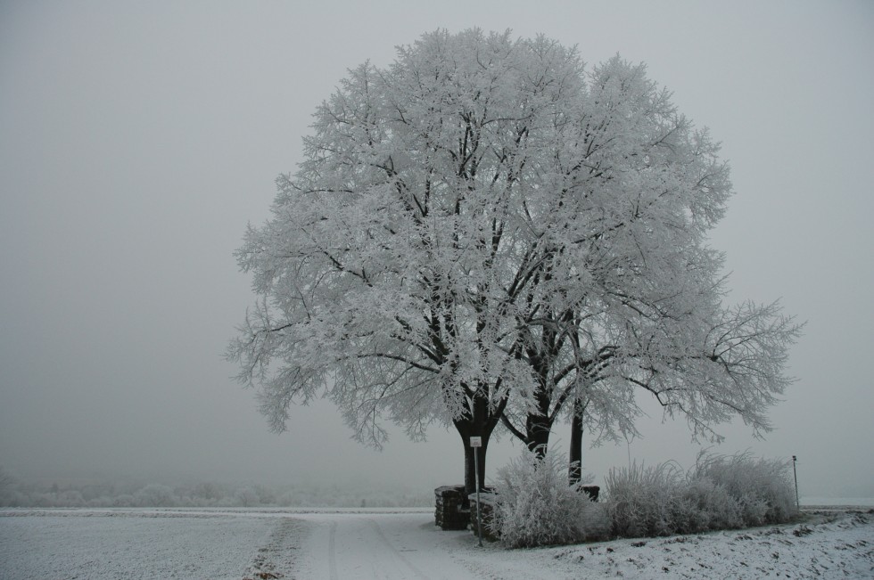 Die 3 Linden auf dem Coesfelder Berg