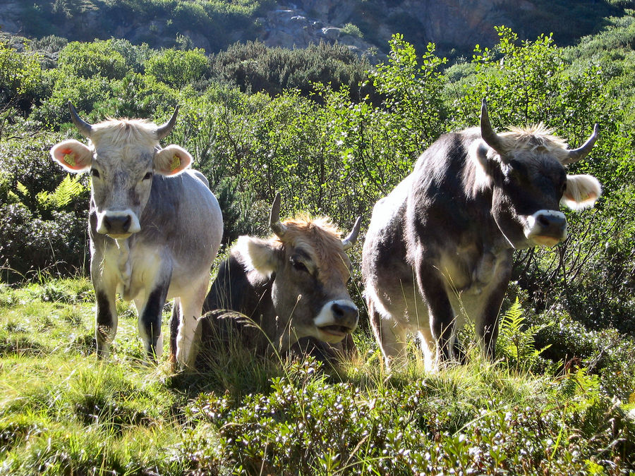 Die 3 Mädels von der Sulzenauhütte Stubaital