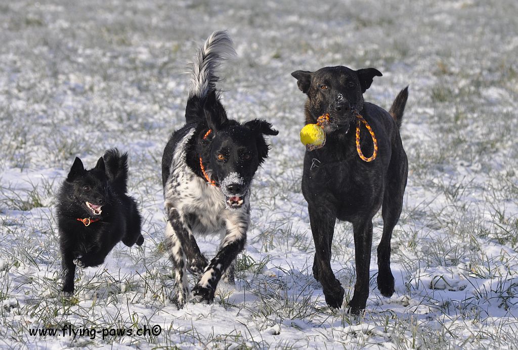 Die 3 Musketiere