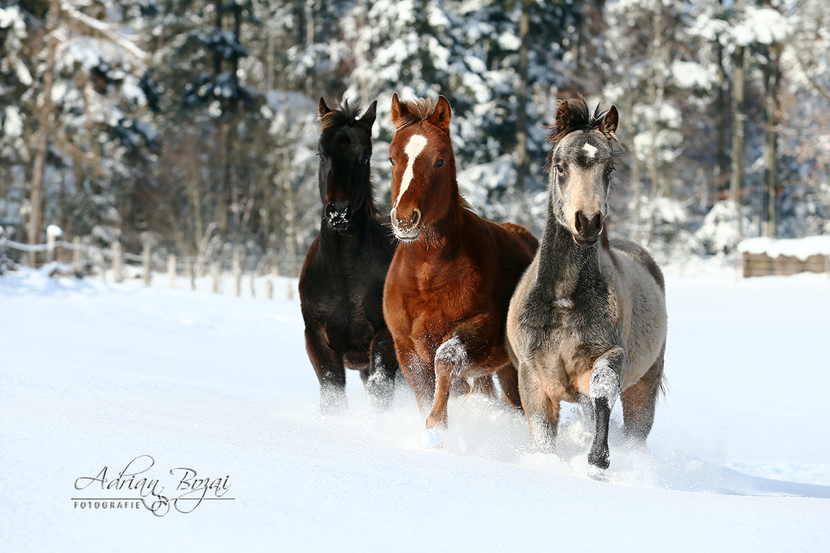 Die 3 Musketiere