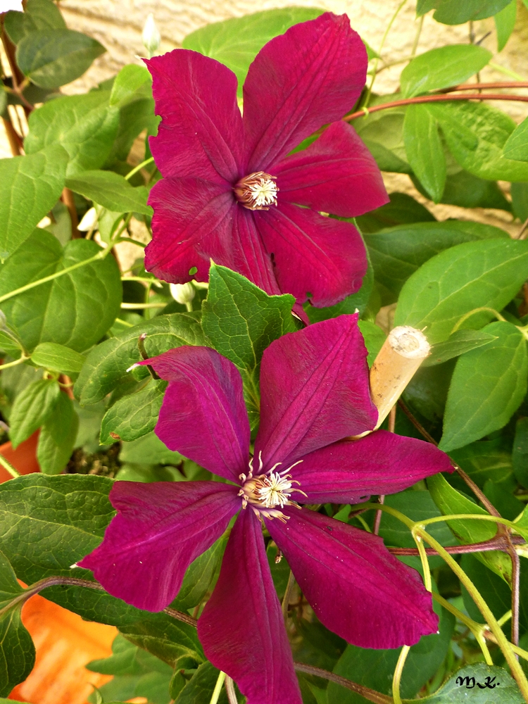 Die 3. neue Clematis