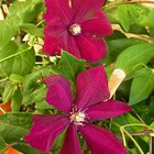 Die 3. neue Clematis