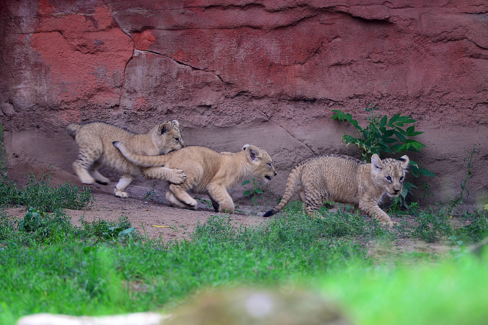 Die 3 neuen im Zoo Hannover