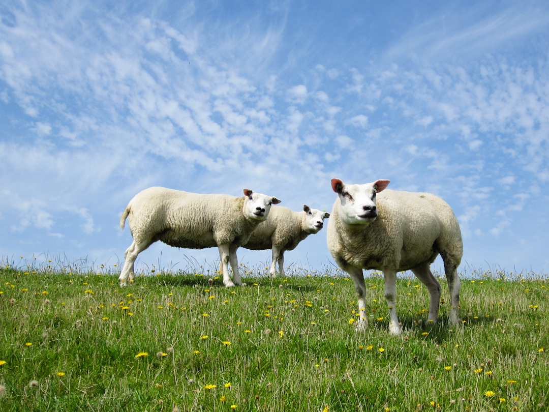 Die 3 neugierigen Schäfchen