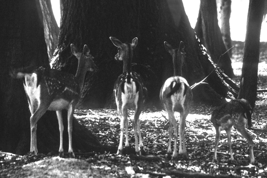 Die 3 "Rehe" von der Tankstelle (...und das Kleine)