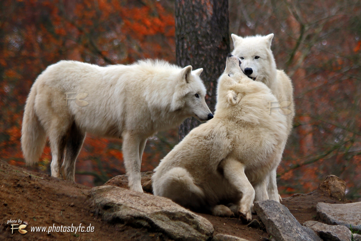 Die 3 Schönheiten... - Wildpark Hanau - Photos by FC - Jeannette Dewald