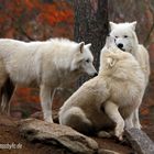 Die 3 Schönheiten... - Wildpark Hanau - Photos by FC - Jeannette Dewald