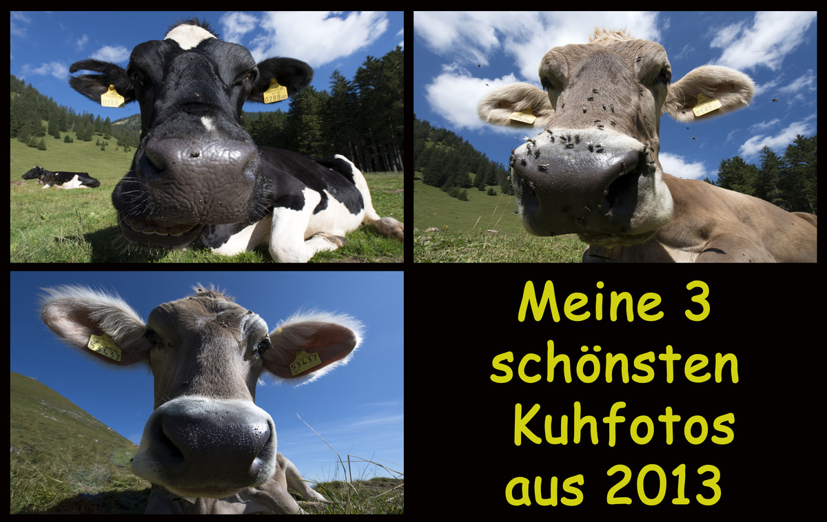 ~ Die 3 schönsten Kuhfotos aus 2013 ~