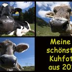 ~ Die 3 schönsten Kuhfotos aus 2013 ~