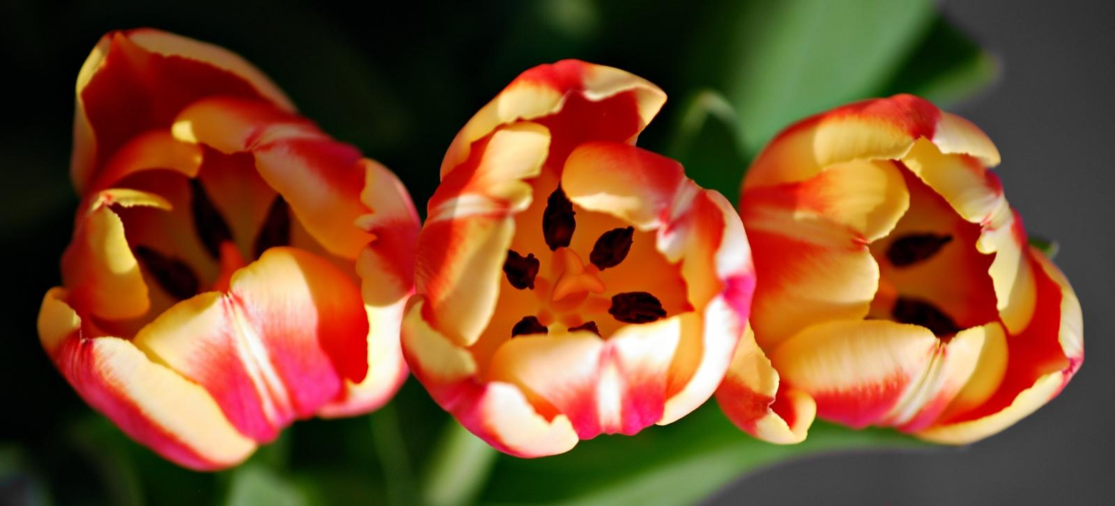 Die 3 Tulpen