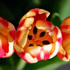 Die 3 Tulpen
