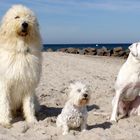 Die 3 vom Hundestrand, Inka aus Otzberg