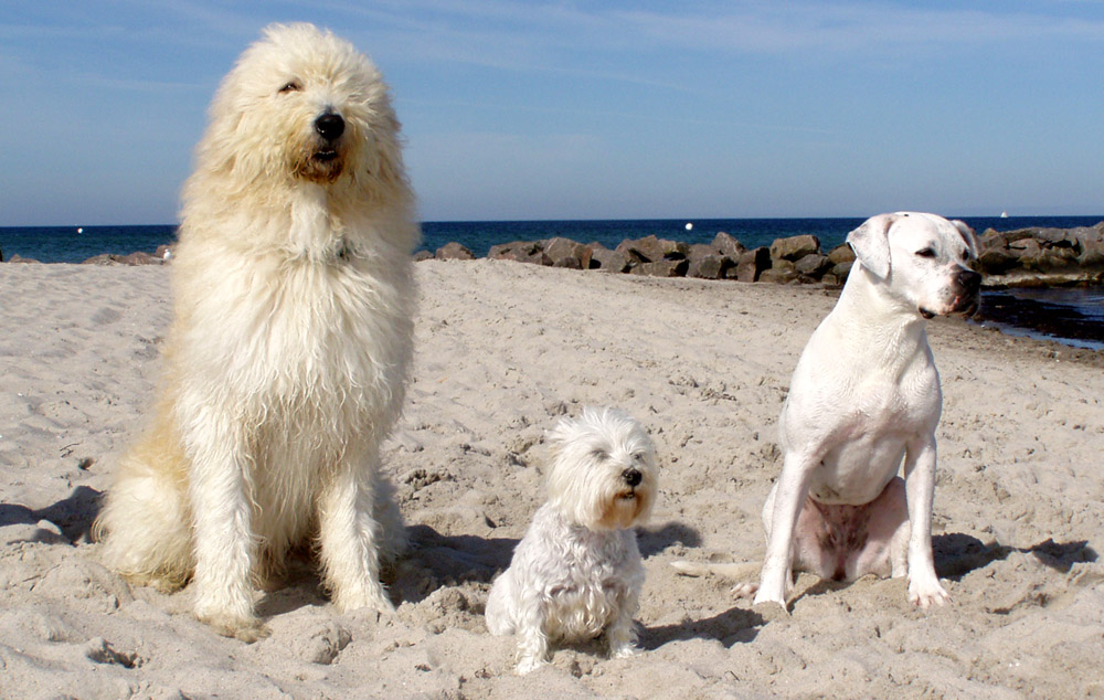 Die 3 vom Hundestrand, Inka aus Otzberg