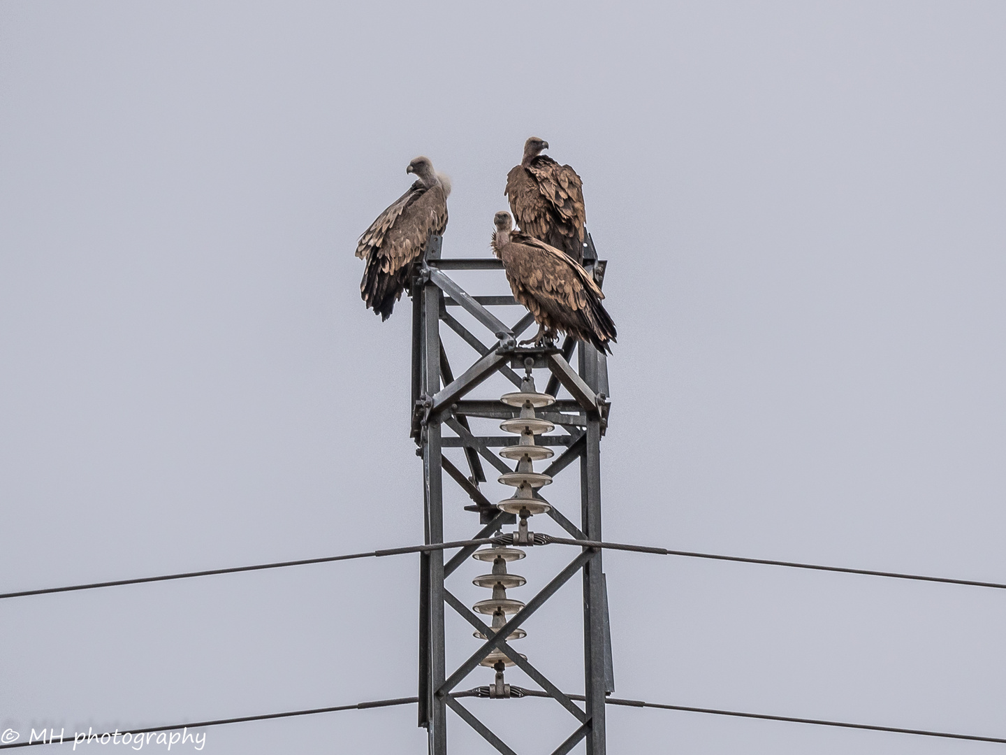 Die 3 vom Strommast