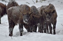 Die 3 von der Futterstelle