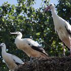 Die 3 von der Tankstelle äääh vom Nest :-)