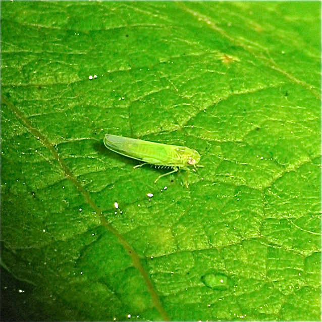 Die 3,5 mm lange Kleinzikade Empoasca decipiens (oder pteridis? (Fam. Cicadellidae), . . .
